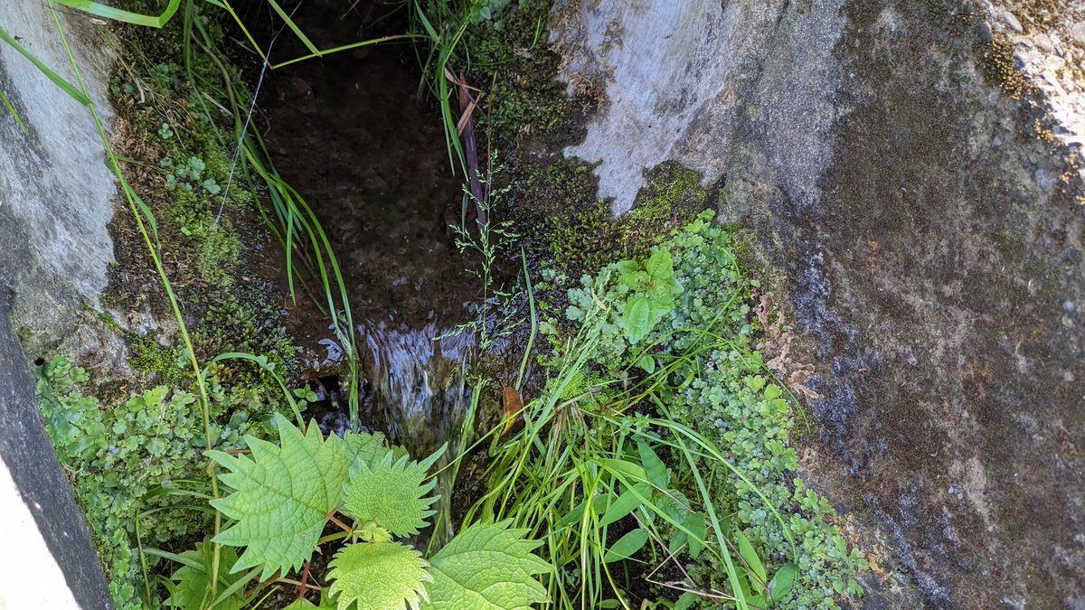 necocoke tweet media
