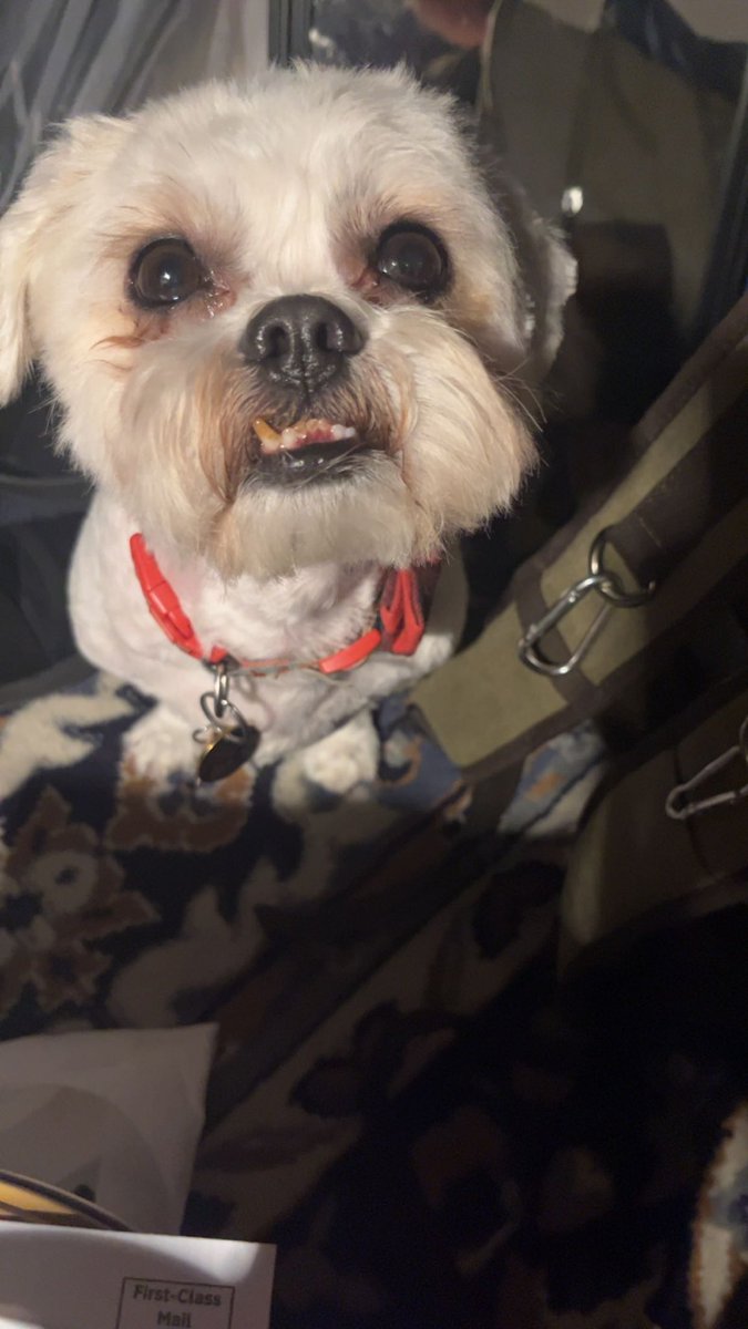 bonkrzz1018's tweet photo. #MrAce got a haircut today. #dogsftwitter https://t.co/N1ZqNIBWI8