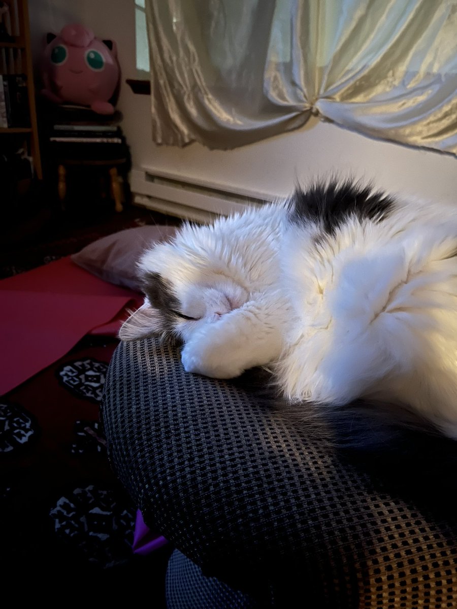 sometimes I will wake up at four in the morning covered in sweat and ill take two pictures of my cats current sleeping position and then pass back out on the couch again