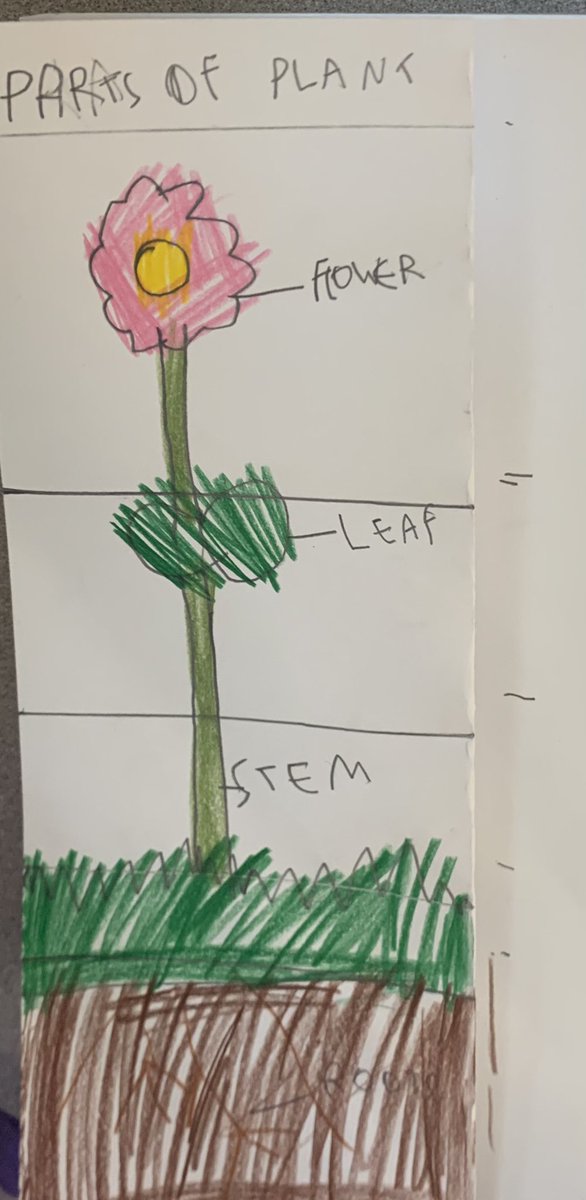 Learning about the different parts of a plant and their purpose! 

#cbe #HAB #cbeHAB #plantsunit