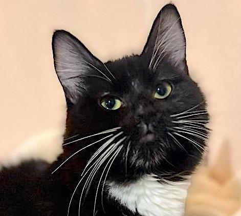 #Modesto, CA: The story of SYLVIA (CP) began when she was surrendered as a tiny kitten by a woman who was living on the streets. Sylvia was covered in oil, so she was bathed, dried and fluffed. She has grown into a little princess...
adoptrescuecatsinca.com
#adoptdontshop #cats