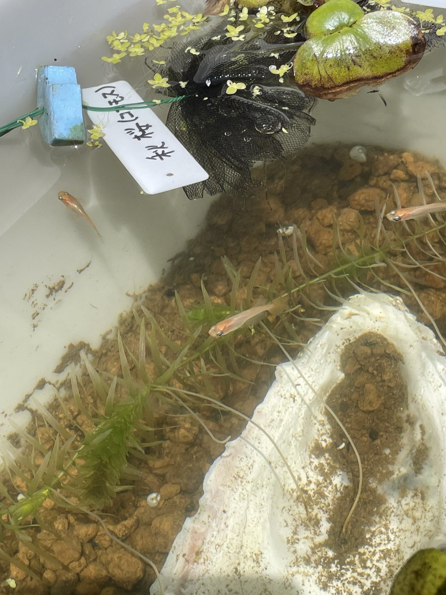 mdk_forest's tweet photo. ウパちゃんばかりですが、ちゃんとメダカもいます😂
お日様の下で撮影するとラメがキラキラです✨
令和黒ラメ幹之サファイアさん
紅帝ラメさん
GOSさん
コスモスさん https://t.co/mKl6frqzMd