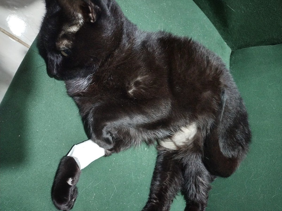 bpinkartx's tweet photo. ⚠️⚠️⚠️⚠️⚠️ ⚠️⚠️⚠️⚠️⚠️⚠️
oi, meu nome é gabie e eu criei essa vaquinha porque meu gato robson foi intoxicado pela dedetização feita sem aviso prévio pelo condomínio onde moramos, está ictérico, com problemas no figado e nos rins, ele não consegue se alimentar e nem beber água.  + https://t.co/ZO7vSGmoc8
