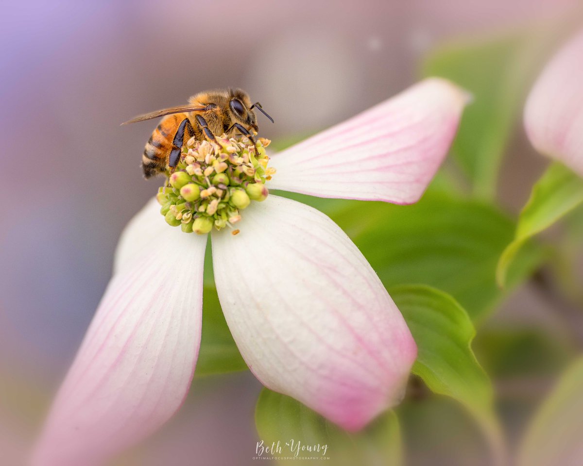 Beth Young tweet media