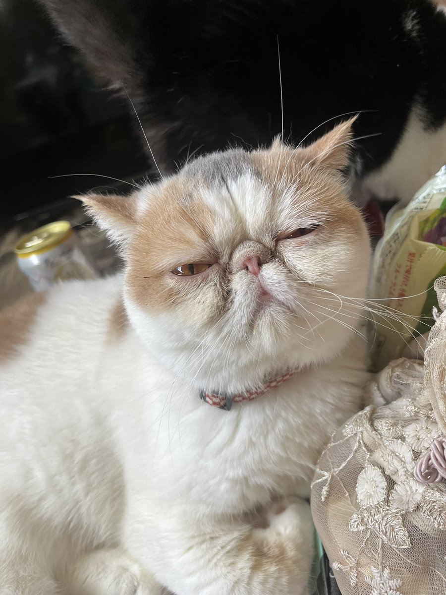 ぐで〜ん