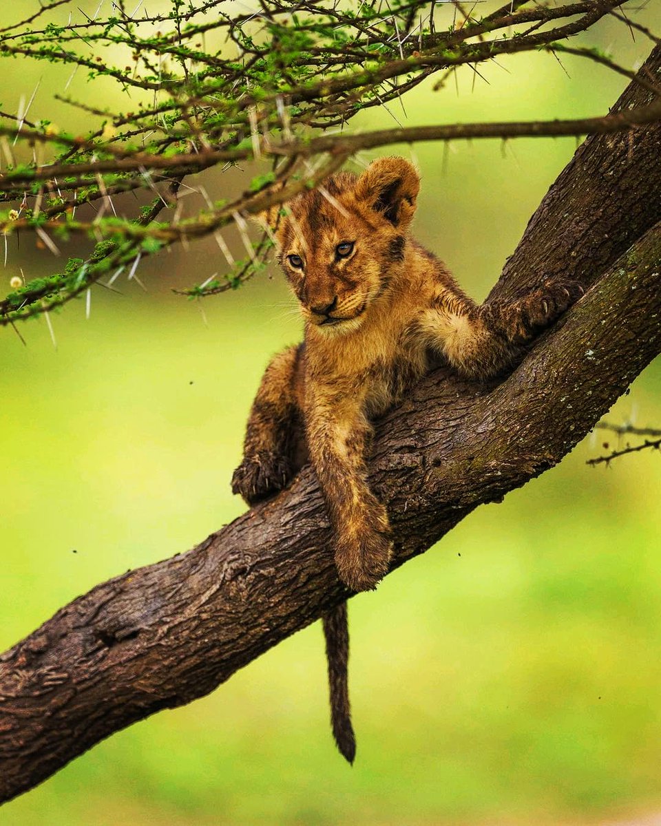 Tanzania National parks has an incredible moments with wildlife, don't miss to see it live.Lion cub on the tree🦁
#tanzanianationalparks #lions #lionscub #tanzaniadestination #tanzaniatourism #wildlife #lakemanyaranationalpark #adventure #discoverearth #discoverglobe #Discovery