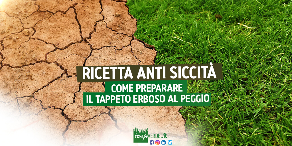 Tempoverdesrl's tweet photo. Ricetta anti #siccità: Come preparare il #tappetoerboso al peggio?
Se seguirete tutti i consigli il vostro #prato dovrebbe riuscire a superarla senza troppi danni. Intanto, facciamo la #danzadellapioggia
👉 https://t.co/4O5os9N99b https://t.co/V5EKIb9CMq