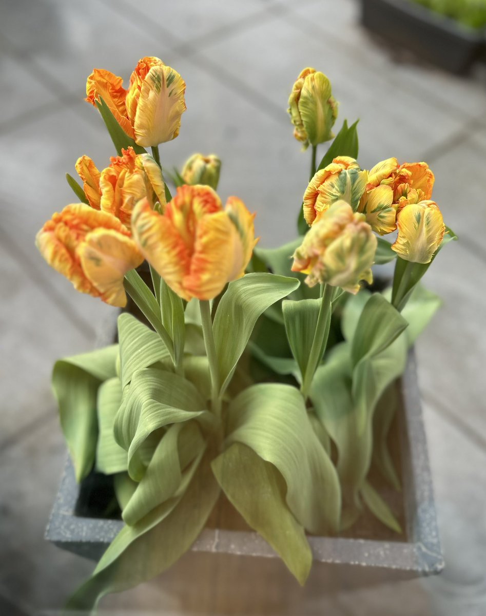 Hey up!
It’s #NationalGardeningWeek so as a keen gardener, I’d love to see what my fellow therapists/gardeners are growing.

These are the tulips I’ve grown and been admiring.

#GardeningTwitter 
#TherapistsConnect
#Psychotherapy
#Counselling
#ClinicalSupervision