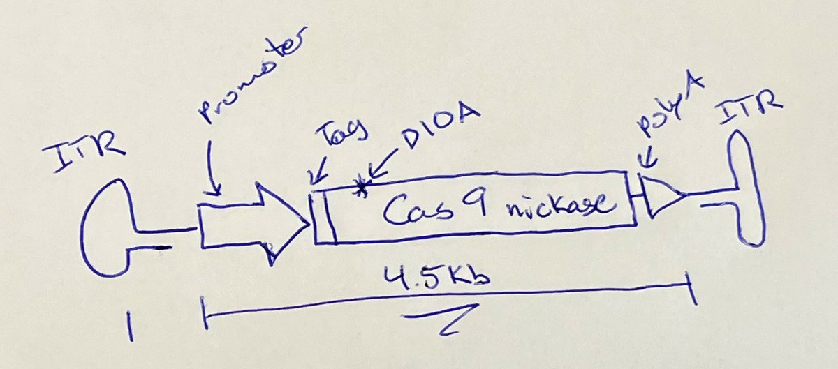 We're looking for a Research Assistant to develop better #AAV constructs for #Crispr Cas9 expression for #GeneEditing in vitro and, eventually, in the brain.

Join a vibrant group of people at the <a href="/UKDRI/">UK Dementia Research Institute</a> at Cardiff! Closes May 14th! apply here: 

tinyurl.com/2p8bmcdw