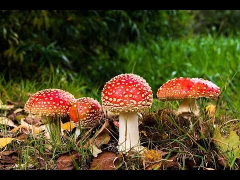 youtu.be/kowNdOG1X1A Learn more about watercolour: ift.tt/yIWU2w5 includes ad free content, EXCLUSIVE TUTORIALS, sketch outlines, photos, supply lists etc

Buy my eBay art here!
ift.tt/6VSz2cu
DON'T FORGET TO SUBSCRIBE TO MY CHAN… ift.tt/SAZWfdV