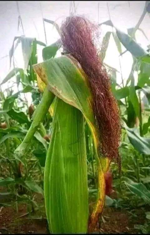 Kryp_Toon's tweet photo. এটা যিনি চিনবেন তিনি ট্যালেন্ট https://t.co/C9KrqUUaDs