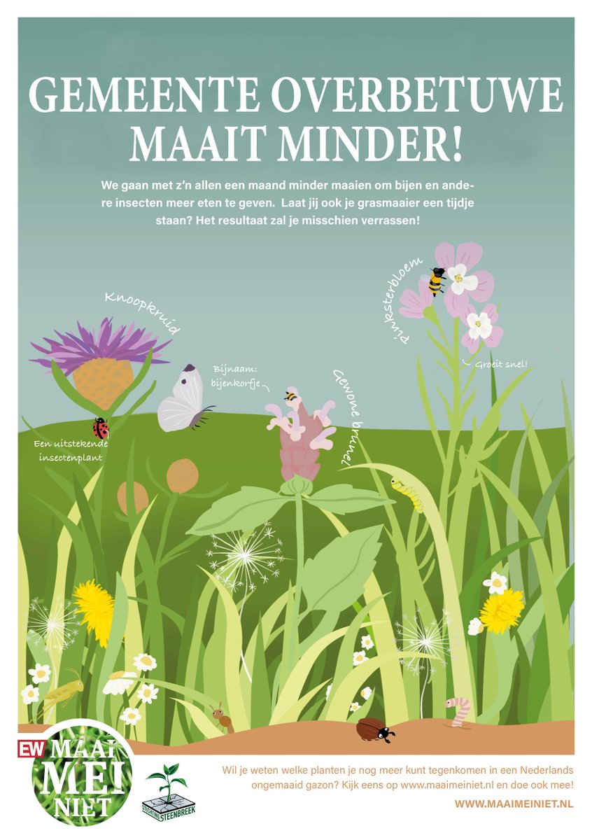 Gem_Overbetuwe's tweet photo. In mei maaien wij het gras niet of minder. Zo groeien de bloemen in het gras en krijgen de bijen meer voeding. Dat is hard nodig, want de laatste jaren is driekwart van de insecten verdwenen. Help je mee? Maai het gras in je tuin een paar weekjes niet. https://t.co/btNItfGkNr https://t.co/mwRPSYPHQJ