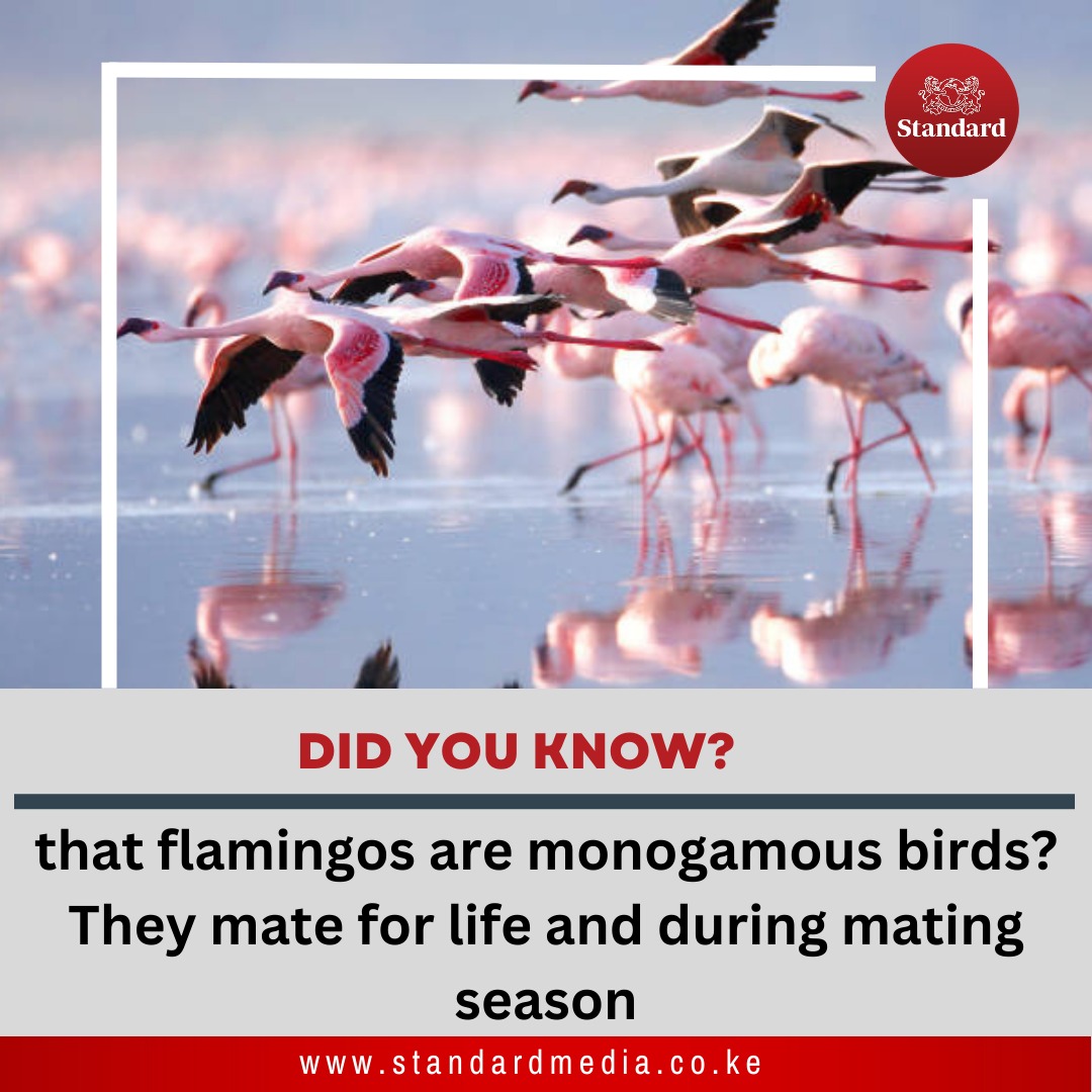 StandardKenya's tweet photo. Love is in the air! 💕 Did you know that flamingos are monogamous birds? They mate for life and during mating season, they put on a show-stopping display of synchronised dances and vocalisations. Talk about relationship goals! 😍 #FlamingoLove #MonogamousMates #SDFacts https://t.co/H76tvGzH8g