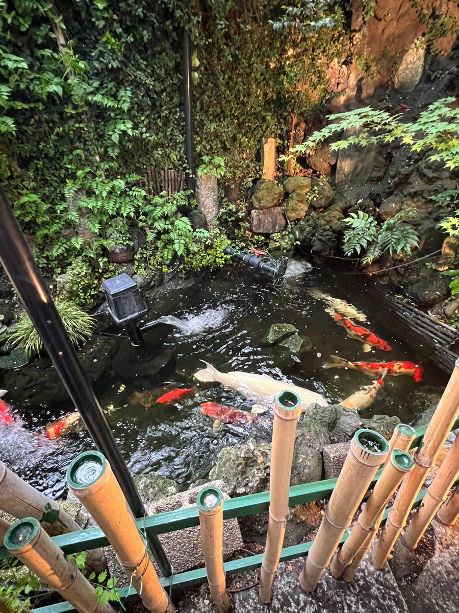 shigehiroaoki18's tweet photo. 浅草アリス小説(浅草神社、三囲神社公認)の、吉原金魚の怪聖地巡りを開催しました。
吉原神社で金魚のお化けになった遊女達の魂を浄化しました。
昔の弁天池には金魚が泳いでいました。
もしかして、遊女達の魂を浄化したから、金魚もいなくなったのかもしれません。
信じるか信じないかは(笑)
#金魚 https://t.co/GVNWsoqAwy