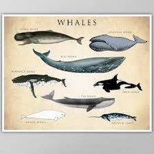 God bless the prints of whales