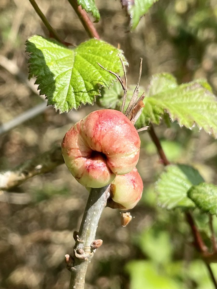 Good morning! for this weeks #WildWebsWednesday spotted Oak Apples at Dinton Pastures