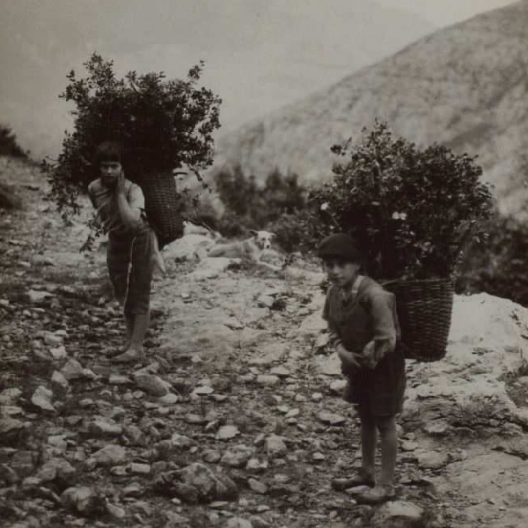 peciosmontanesa's tweet photo. Dos niños cargando hojas de ¿roble/fresno? en el #cuevanu para dar de comer al ganado. #Vallespasiegos
#VallesdelPas #pasiegos https://t.co/V0KEnDm5jx