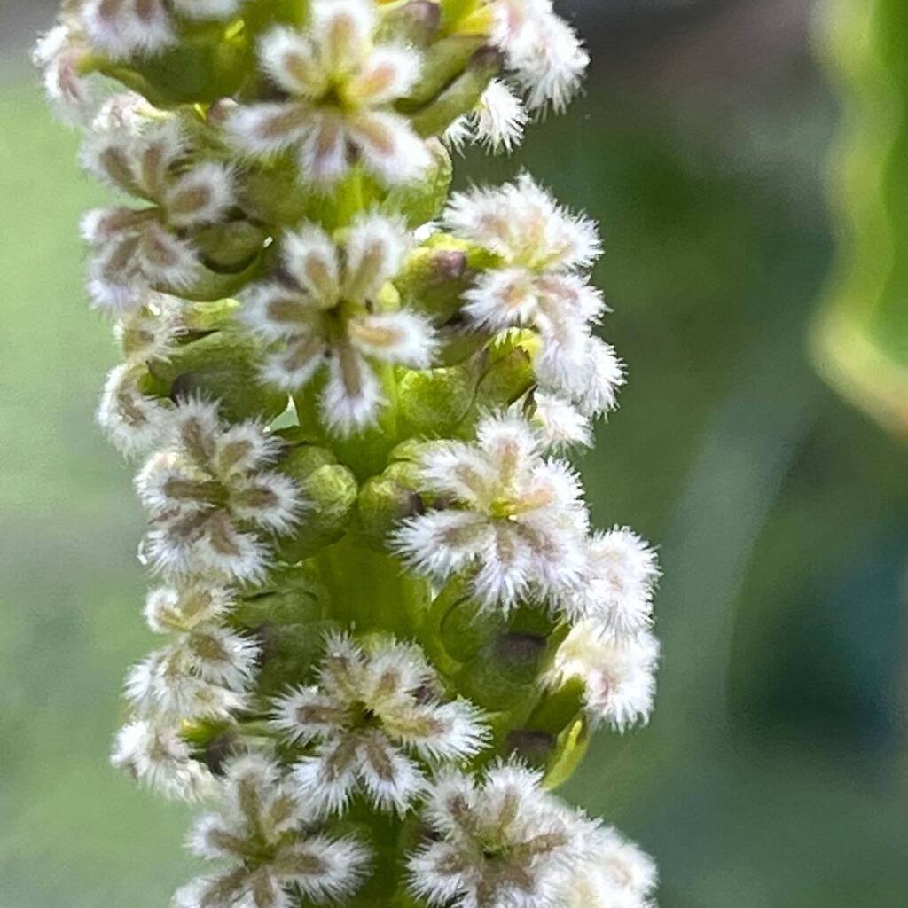 Rhizowen's tweet photo. Pretty as a picture: polango (Triglochin procera) flower spikes are really rather beautiful close up. #edimentals #triglochin #juncaginaceae #arrowgrass #waterribbons #radixrootcrops #plantbreeding #perennialvegetables #triglochinprocera #aquaticedibles … https://t.co/6KimJ6HP87 https://t.co/Fcc6usAF7s