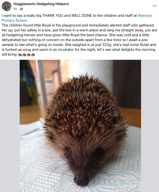 Really proud of the children for letting their adults know about the hedgehog 🦔they found roaming the playground. Thank you to Hoggieworts Hedgehog Helpers for collecting her and making sure she is safe and well. #AnimalRescue #TeamWarwick #YourChildOurPriority #Royal #Hedgehog