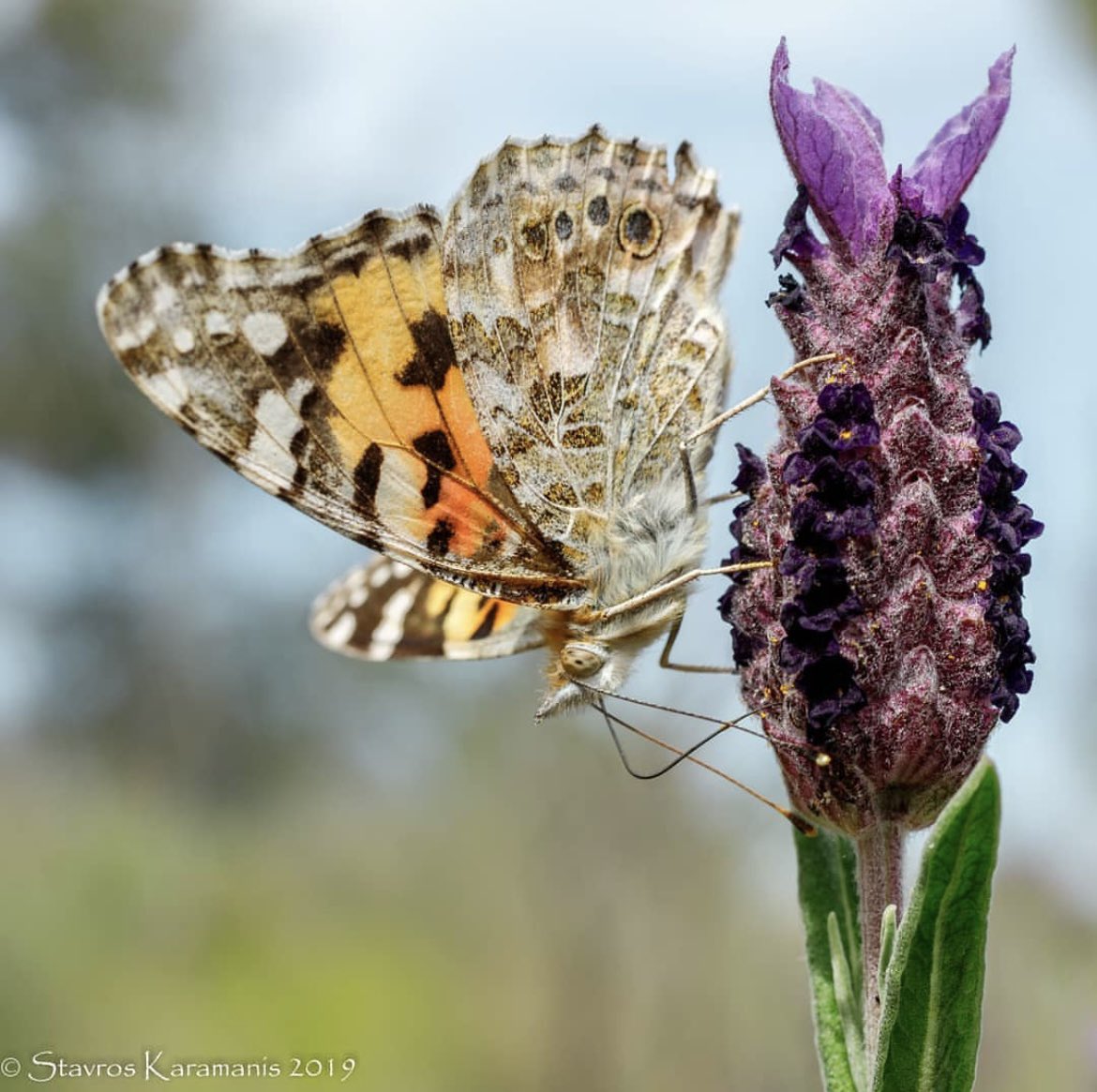 Little beauties of Cyprus. Photo by @karamanis_stavros  #cyprus #lovecyprus #butterflies #visitcyprus #travel #lavender #nature #explore  #photography #cyprusonlens #cyprustourism #cyprusphotographer #travelblogger #travelphotography #cyprusphotography #cyprusphoto #cyprusnature