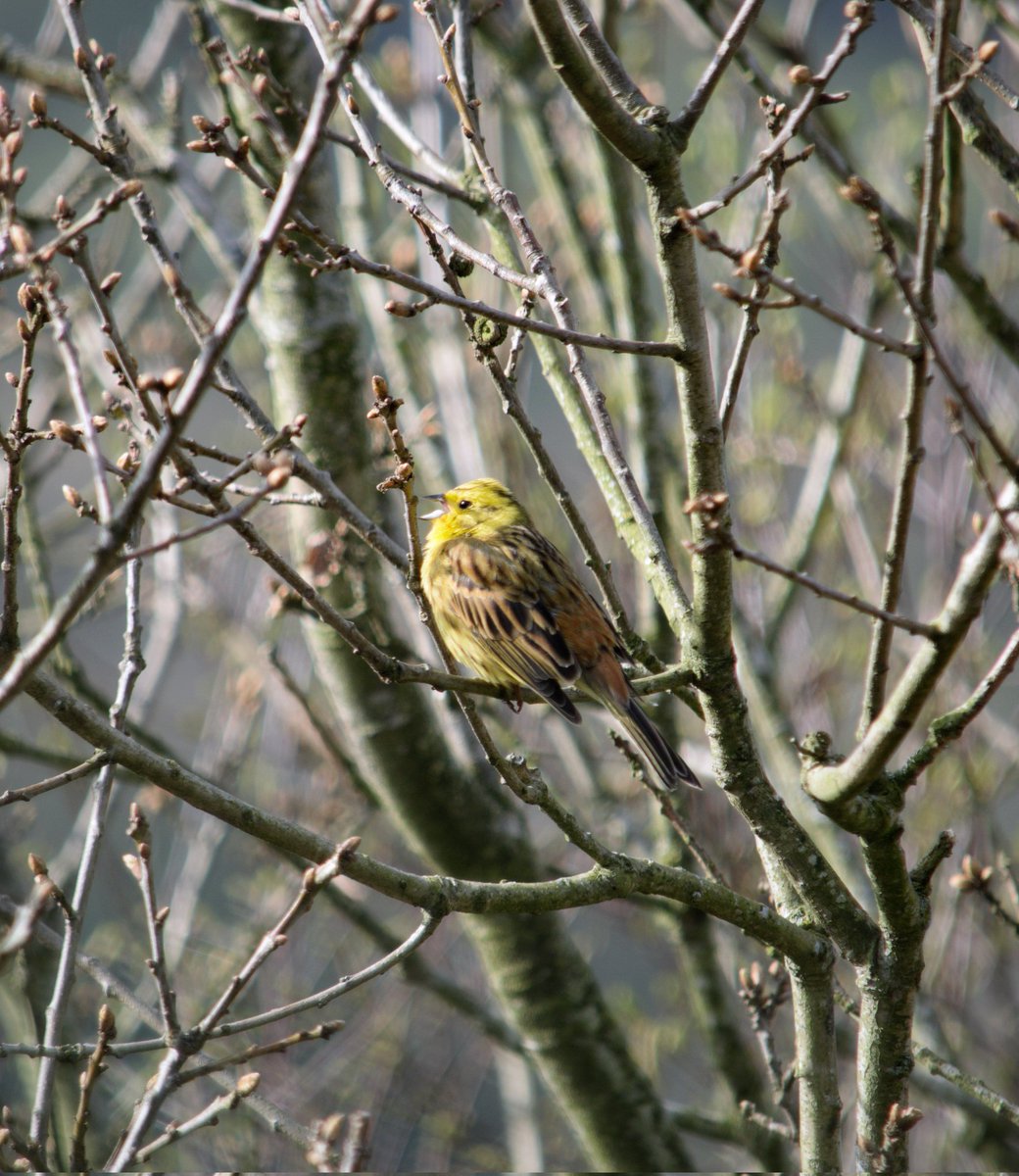 YorksLad5's tweet photo. Yellowhammer (at least 3) off Scar Hole Lane, Cumberworth. https://t.co/JTD2hREzB3