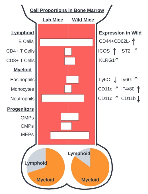 discovimmunol's tweet photo. 🆕 #Ecoimmunology | The wild mouse bone marrow has a unique #myeloid &amp; #lymphoid composition &amp; phenotype

✍️ Andrew Muir &amp; colleagues @LydiaBeckerIII &amp; @UoNLifeSci
@A__Wolfenden @JFennBio @kathelse @andrewmbrass @grainger_konkel @Mair_Iris

#OA 👉https://t.co/ltjGiFIJ7Z https://t.co/1UVm1Bd80W