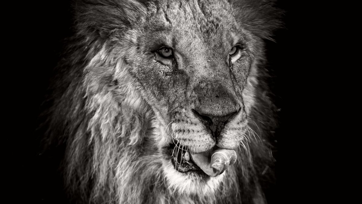 GM
#mauriziocascone #wildlife #lion #photography #canonitalia
