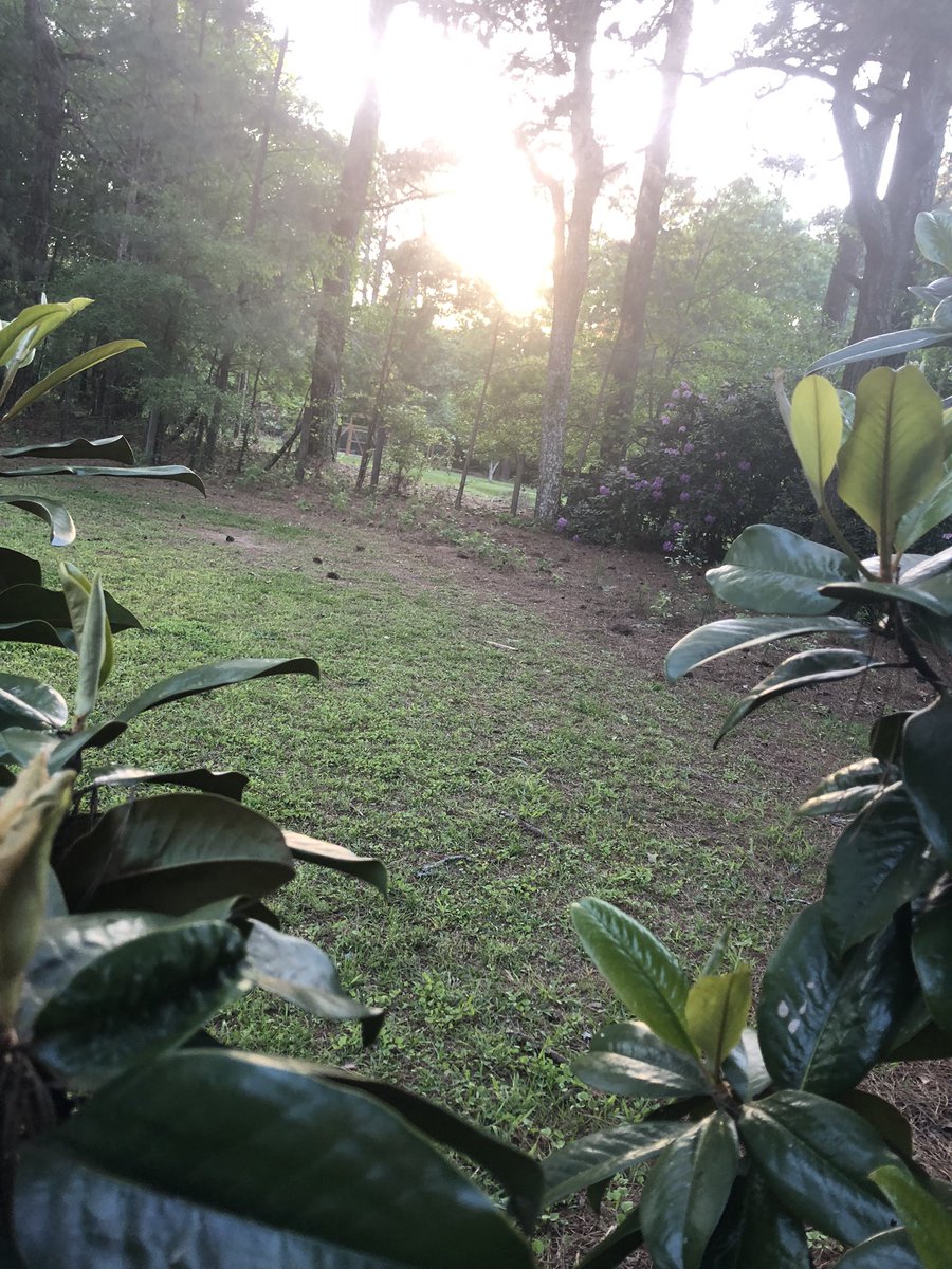 Beachmom3331's tweet photo. Too sleepy to type anything interesting lol 🌿🌱🪵 #sunset #hiddeninthetrees #tuesday https://t.co/c8biLrhDBI