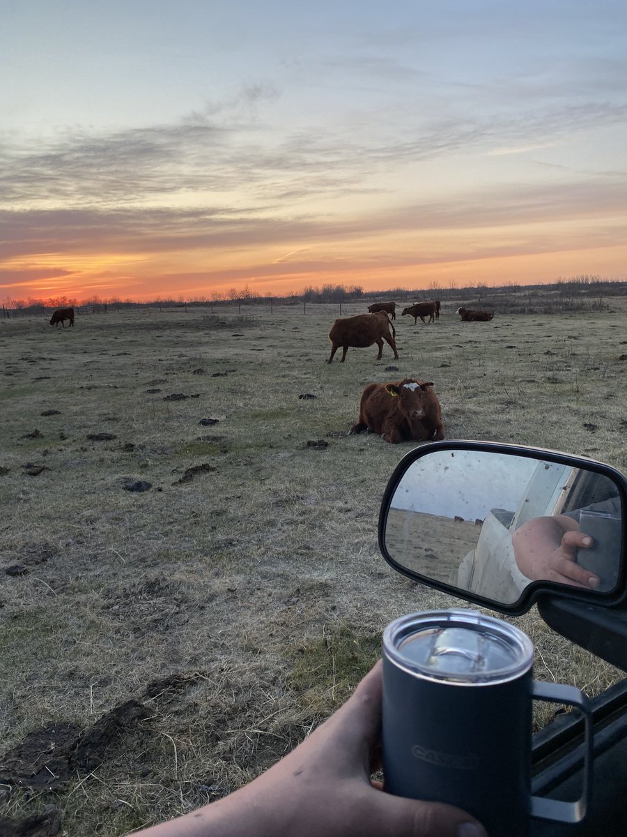 Leo14156's tweet photo. Driving around having a rye thinking about how much I don’t miss calving in March #grasscalving https://t.co/9UAS9ATAeg
