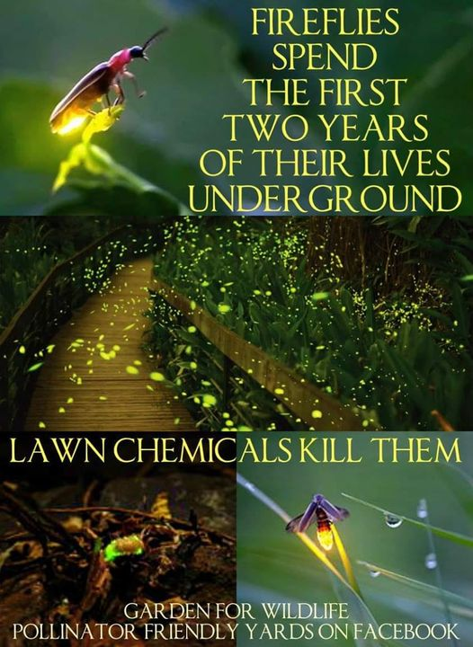 #PSA  #fireflies #organic #pesticidefree #lawncare #GardeningTwitter #naturelovers