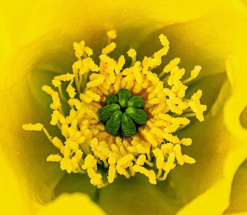AnneVelosa's tweet photo. Definitely not a mellow yellow.
.
.
.

#thankful 
#flowers  #flower #flowersofinstagram #flowerstagram #allkindsofflowers
 #flowerphotography #flowerphoto
#plants #plantphoto #allkindsofplants  #all_beauty_flowers 
#flowersandmacro #macroandflower #macroandflora 
#macro #mac… https://t.co/EHMJIxt7fq