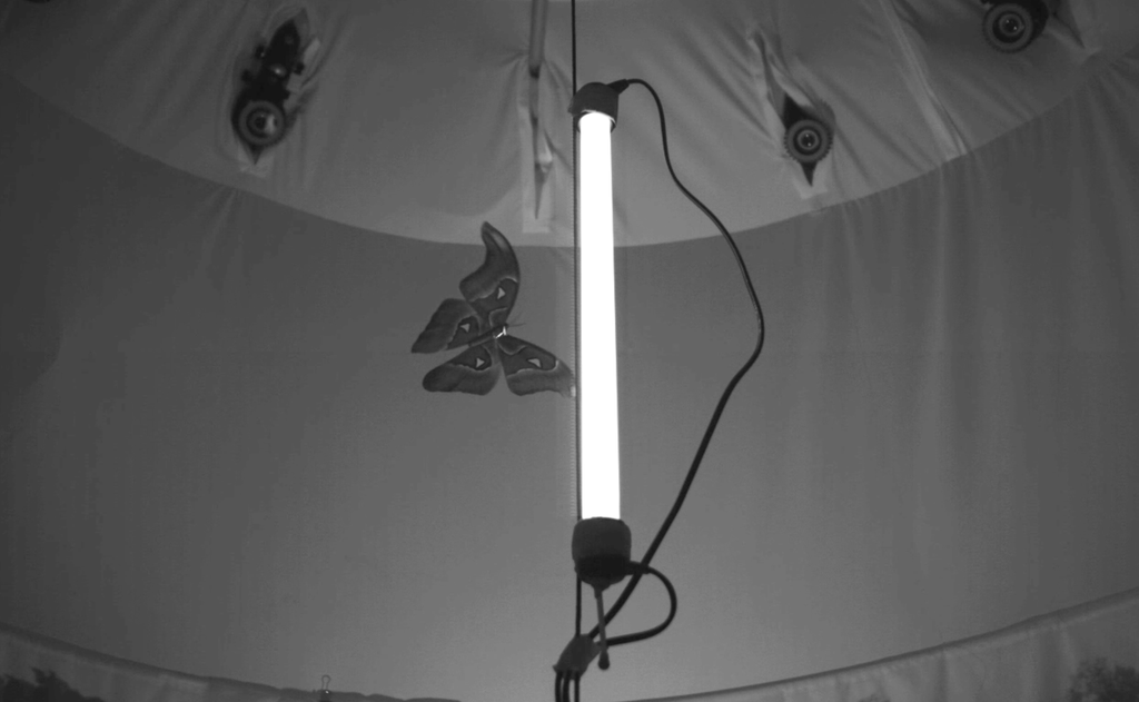CaraSantaMaria's tweet photo. Why are insects drawn to light? A perennial question gets a new answer. 💡
#Insects #Lights #Bugs #InsectBehavior #Entomology #LightAttraction
https://t.co/chVsghihn1 via @nytimes https://t.co/n7tvOKAygr