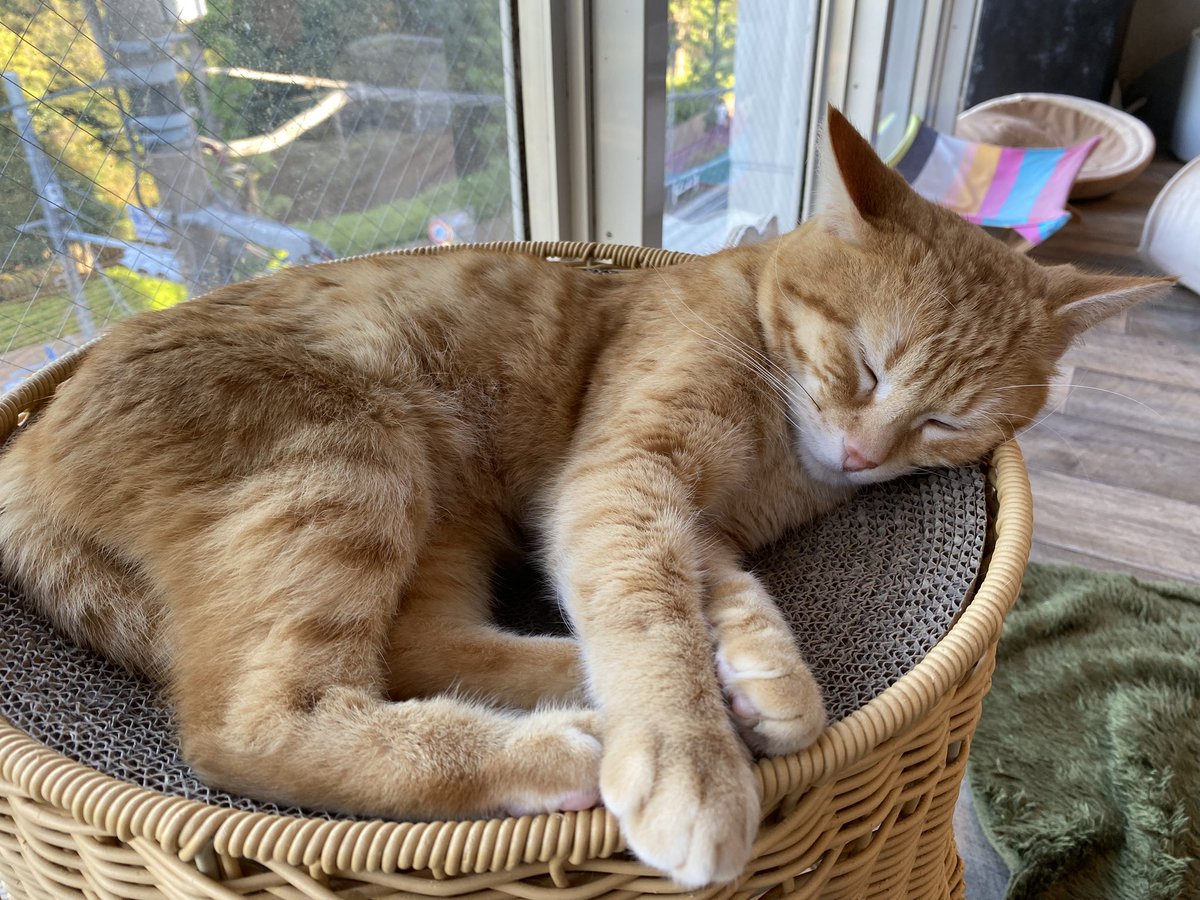 pumpkinnosuke's tweet photo. 昨日、都会のオアシス駒猫さんに遊びに行って来ました！一暁咲楽さんにも占ってもらいました！（とても優しくて心も癒され気持ちもスッキリしました❤️）ニャンズ達にもたくさん癒されましたー🥰そして下の階のカレー屋さんにも行って来ました！美味しかった！ありがとうございました😍#駒猫 #保護猫 https://t.co/I2SmJio5Pi