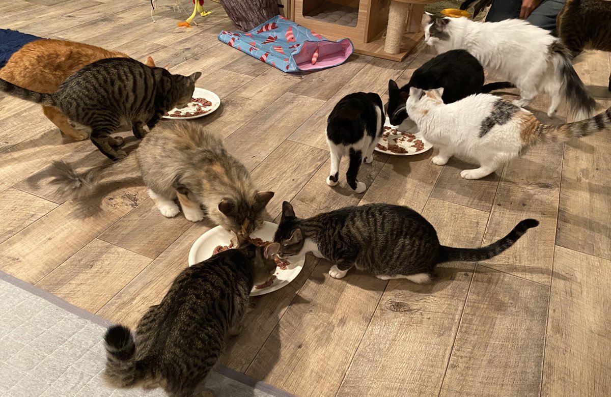 pumpkinnosuke's tweet photo. 昨日、都会のオアシス駒猫さんに遊びに行って来ました！一暁咲楽さんにも占ってもらいました！（とても優しくて心も癒され気持ちもスッキリしました❤️）ニャンズ達にもたくさん癒されましたー🥰そして下の階のカレー屋さんにも行って来ました！美味しかった！ありがとうございました😍#駒猫 #保護猫 https://t.co/I2SmJio5Pi
