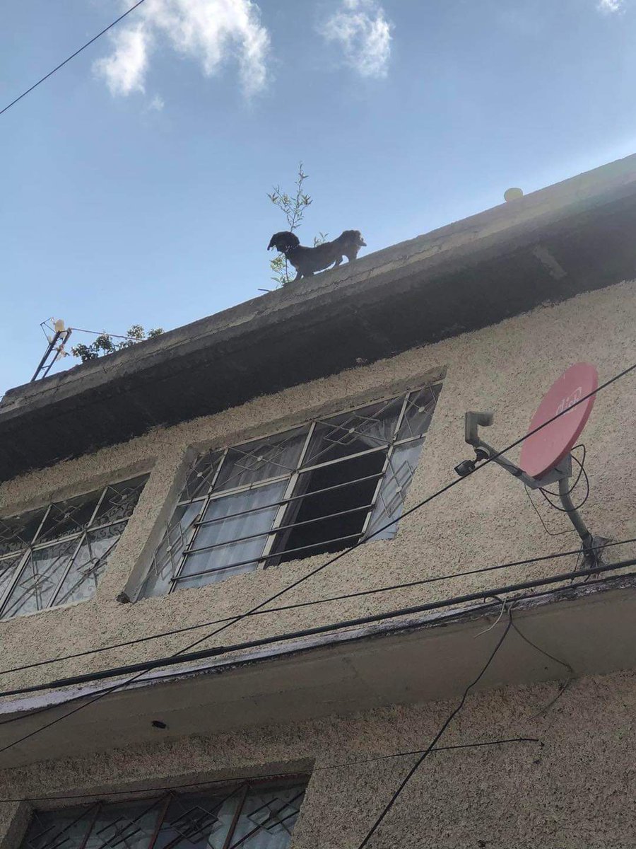 EriRubi17's tweet photo. AYUDA! Este perrito, está en Calle Victoria, colonia San Miguel Amantla, exterior 36. AZCAPOTZALCO Está en los huesos y sin un techo para protegerse.
@c4jimenez @c4jimenez @telediario @MundoPatitas @SSC_CDMX @PROFEPA_Mx @AzcapotzalcoMx https://t.co/nE666O3Bjd