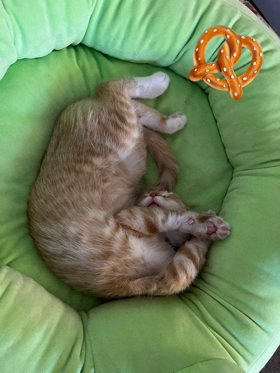 ToebeanBrigade's tweet photo. 🥨 Gatsby has chosen Pretzel Mode today 🥨

#cats #CatsOfTwitter #CatsOnTwitter #CatsAreFamily https://t.co/Jr1mPi3Ydp