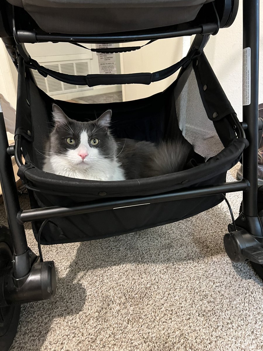 graceforrestt's tweet photo. He’s ready for his sister to be here🫶🏻 https://t.co/9XzNI0cKWL