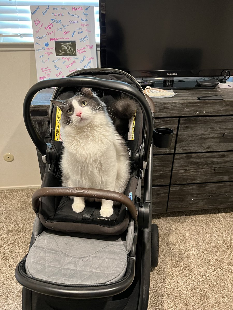 graceforrestt's tweet photo. He’s ready for his sister to be here🫶🏻 https://t.co/9XzNI0cKWL