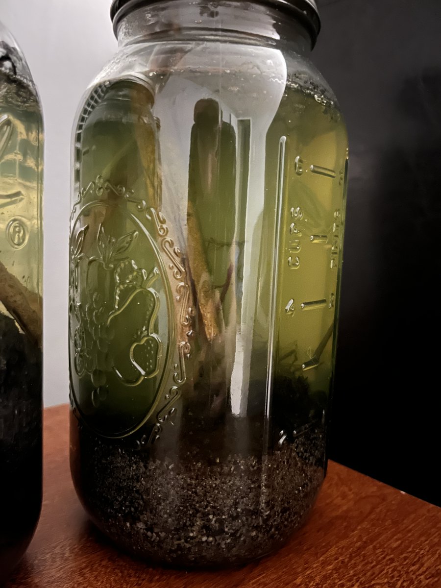 MitchellHWise's tweet photo. Haven't posted about these in a while, so just as a quick update: algae has become very apparent in multiple of my ecospheres, most likely due to the increasing temp and sunlight they have received. One has also grown orange strains of fungus which I've yet to identify. https://t.co/luuCzcfWTF