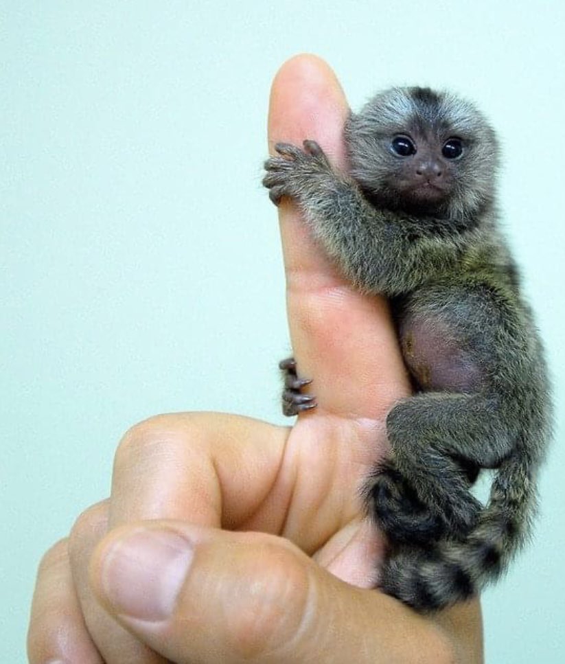 putersaysno's tweet photo. This wee monkey wants to hide in @rickygervais belly button. #kingkonggonewrong https://t.co/ta5j2d6cNe