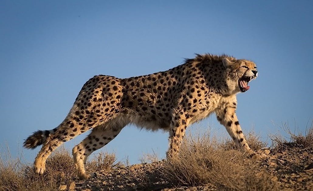 🦕 thegaminghyena 🦖 on Twitter: "One of the last asiatic cheetahs, a