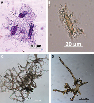 crevinfo's tweet image. Darwinians struggle with dinosaur soft tissue. They cannot deny the existence of tissues, cells and proteins. Does the latest review paper from Mary Schweitzer&apos;s university offer any hope for rescuing the evolutionists&apos; required tens of millions of years?
crev.info/2023/05/darwin…