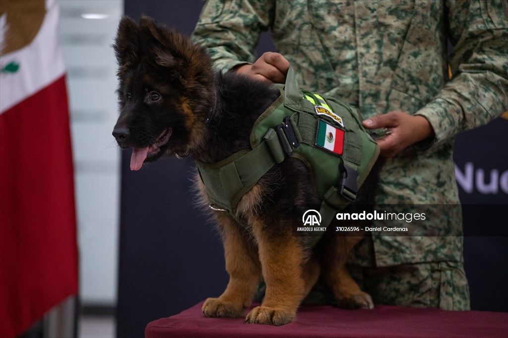Daniel Cárdenas (@danielcardenas2) on Twitter photo Arrival of 3 month old German Shepherd puppy sent from Turkiye to Mexico as gesture of gratitude
For <a href="/anadoluimages/">Anadolu Images</a> Arrival of 3 month old German Shepherd puppy sent from Turkiye to Mexico as gesture of gratitude
For <a href="/anadoluimages/">Anadolu Images</a>