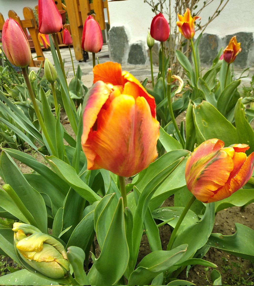 dimiborislavova's tweet photo. Поуката до болка ми е ясна:
Животът ще залязва, ще изгрява...
Но в този свят, тъй хванал ме натясно,
аз имам опции да оцелявам ...
Мира Дойчинова 
❤🍀❤🍀❤🍀❤🍀❤🍀❤
#D0305 https://t.co/E9omEe9OW0