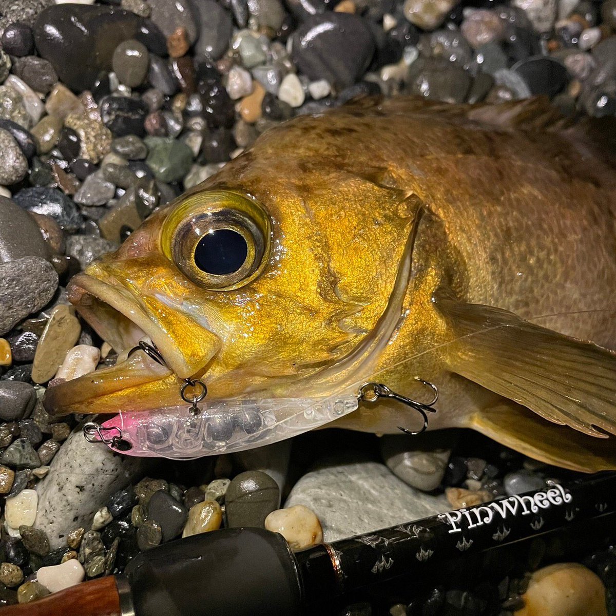 palms_global's tweet photo. Light Game Fishing with Lipless Degree in Japan 🇯🇵
Rod: Pinwheel 75L+
Lure: Lipless Degree
#palms #palmsfishing #lightgame #lightgamefishing #rockfish #mebaru #mebarugame #hairtail #hairtailfish #tachiuo #bitarts #nightfishing #pinwheel #japanfishing #fishingjapan @palms_japan @palms_global