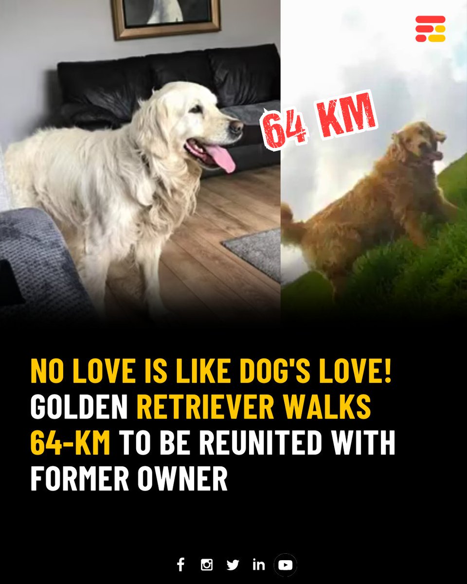 feedmileapp's tweet photo. Pup Cooper makes a daring escape from new home, disappears for a month, treks 40 miles (64km) to reunite with beloved former owner in County Londonderry.
#feedmile #goldenretriever #dog #dogs #dogowner #doggo #dogreels #funnydogs #animals #pets #petlife #dogsreel #viral https://t.co/kECEAy3b2b