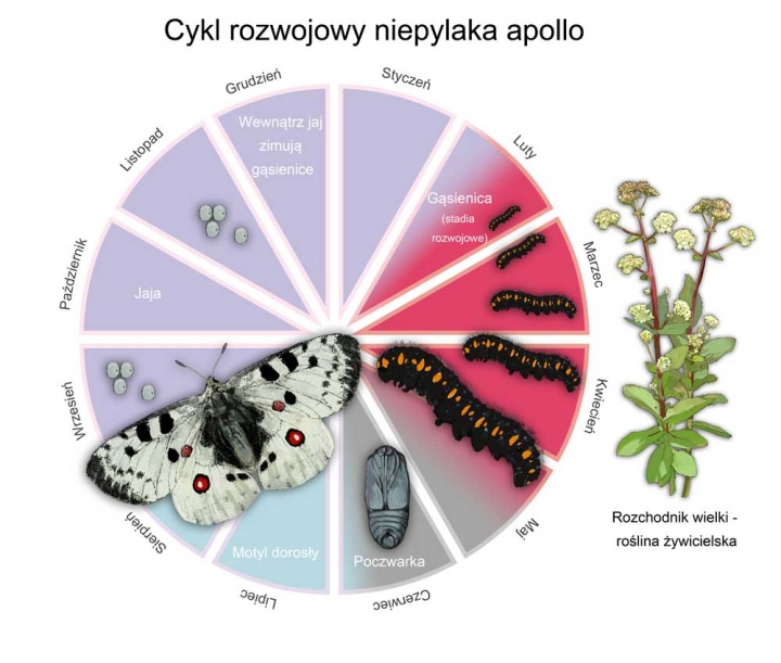 Karkonoski_PN's tweet photo. #GdzieJestDużyBiałyMotyl #followapollo #Sudety #Karkonosze #CitizenScience
Projekt @Apollo2020 to próba naprawy tego co człowiek zniszczył. Potrzebujemy WASZEJ UWAŻNOŚCI. Będziemy Was prosić o zgłoszenia jego występowania w ramach akcji Citizen Science – #GdzieJestDużyBiałyMotyl https://t.co/QzN0g1znbD