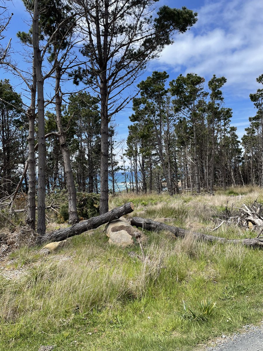 twztedtale1's tweet photo. Great place to listen to Gordon Lightfoot tonight around the campfire. RIP #GristleCove #SaltPointStatePark #GordonLightfootRIP https://t.co/lvRvLo65gJ