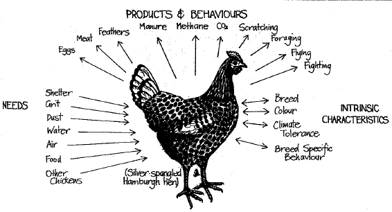 sipetanimodern's tweet photo. Characteristics of chicken

1. Inputs (needs) of the chicken

Primary needs are food, warmth, shelter, water, grit, calcium, dust baths and other chicken.

Secondary meeds are for tolerable social and physical environment, giving a healthy life of moderate stress https://t.co/iKnMMCImVa