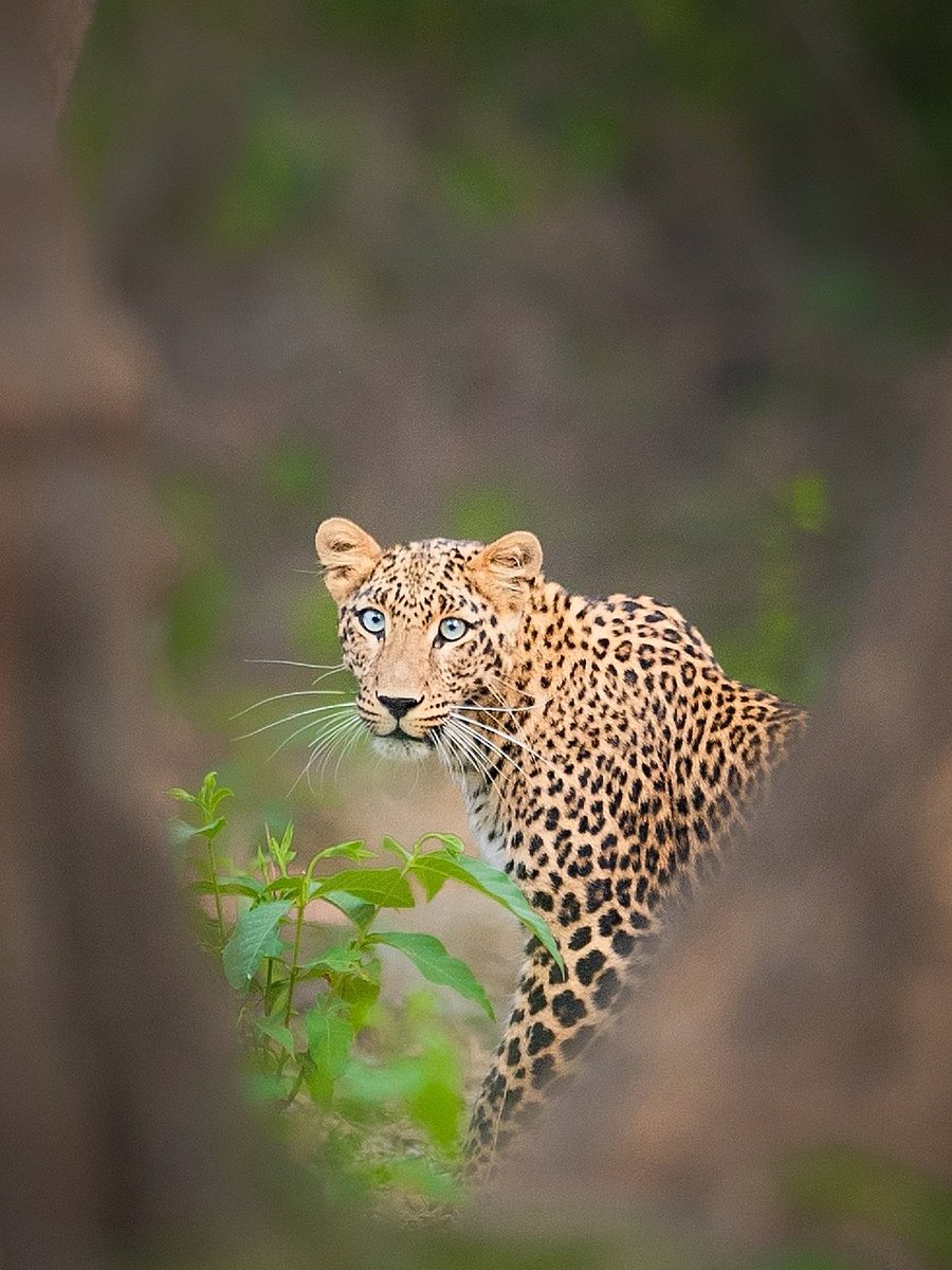 It's #InternationalLeopardDay today. Have you ever been to #RajajiTigerReserve a beautiful forest to see 🐆 #natgeoindia